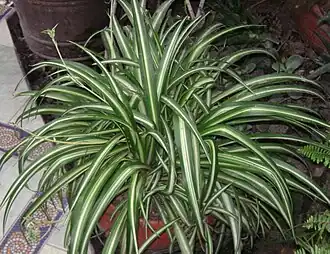 Chlorophytum comosum