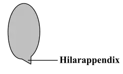 Basidiospore met apiculus