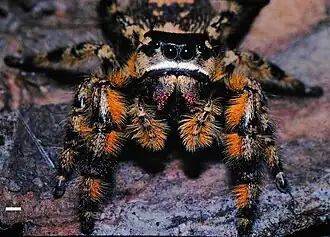 Phidippus otiosus
