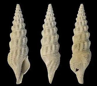 Hindsiclava polytorta