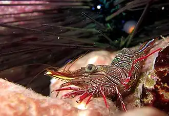 Rhynchocinetes conspiciocellus