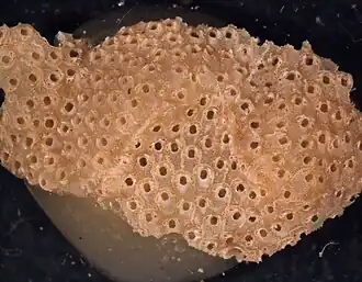 Hippaliosina rostrigera