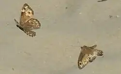 Heivlinders die elkaar najagen