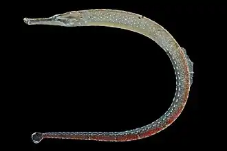 Hippichthys penicillus