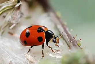 Zwervend lieveheersbeestje