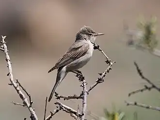 Grote vale spotvogel
