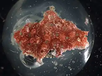 Hippopleurifera mucronata