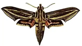 Hippotion osiris