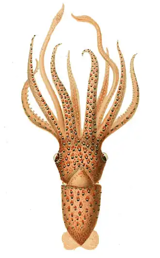 Histioteuthis hoylei