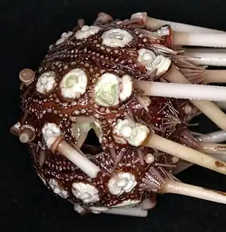 Histocidaris elegans