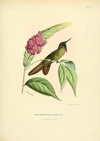 Olijfkleurige doornsnavel