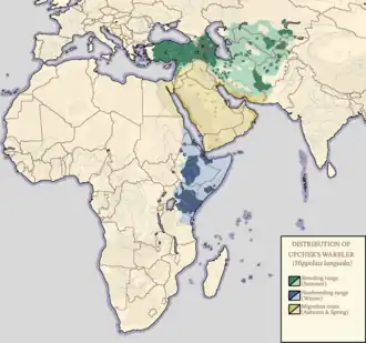 Grote vale spotvogel