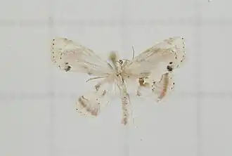 Holocryptis nymphula