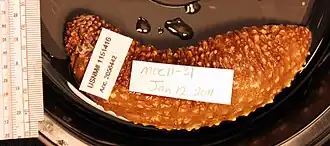 Holothuria occidentalis