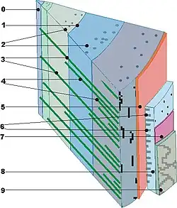 Tangentiale doorsnede van een 4-jarige stam:0 = merg; 1 = grens jaarring; 2 = harskanalen; 3 = primaire houtstralen; 4 = secundaire houtstralen; 5 = cambium; 6 = houtstralen in de bast; 7 = kurkcambium; 8 = bast; 9 = schors.