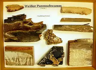 Witte plakkaatstrookzwam