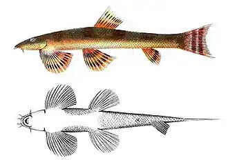 Homaloptera gymnogaster