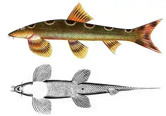 Homaloptera ophiolepis