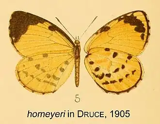 Liptena homeyeri