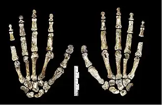 Integraal gereconstitueerde hand (palm- en rugzijde) van een Homo naledi