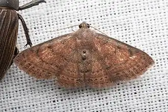 Homodes bracteigutta