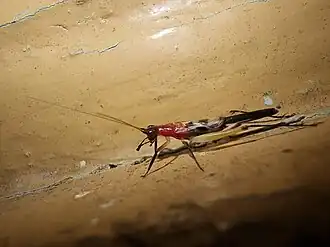 Homoeoxipha lycoides