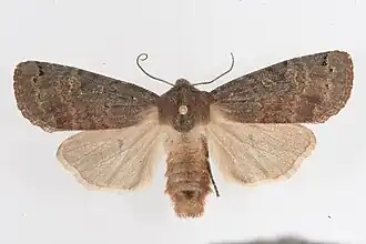 Homoglaea carbonaria