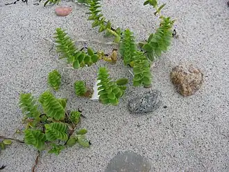 Zeepostelein (Honckenya)