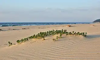 Nationaal park Wolin