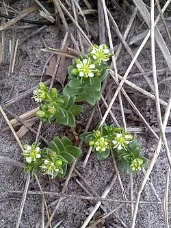 bloeiende zeepostelein
