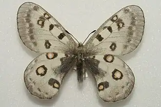 Parnassius honrathi