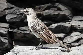 Españolaspotlijster