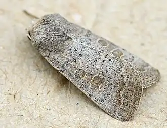 Hoplodrina ambiguaZuidelijke stofuil