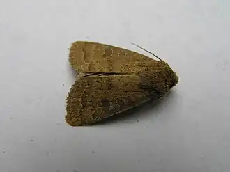 Hoplodrina octogenariaGewone stofuil