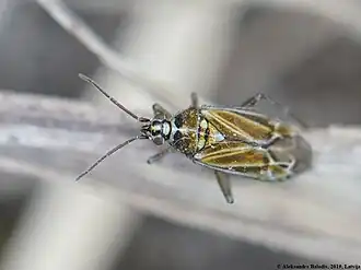 Hoplomachus thunbergii