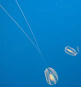 Hormiphora californensis