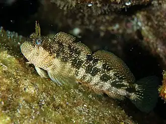 Entomacrodus stellifer