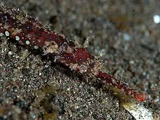 Halicampus punctatus