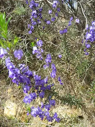 Hovea trisperma