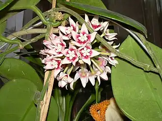 Hoya calycina