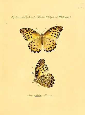 Anetia briarea