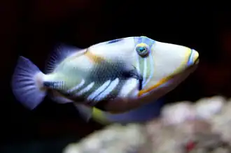 Rhinecanthus aculeatus