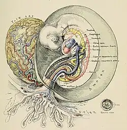 Embryo ongeveer 5 mm lang, yolk sac=dooierzak