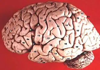 De gyrus subcentralis is de onderste verbinding tussen de gyrus praecentralis (nummer 12) en de gyrus postcentralis (nummer 13).