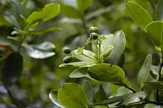 H. balsimifera vruchten