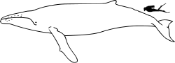 Humpback whale size.svg
