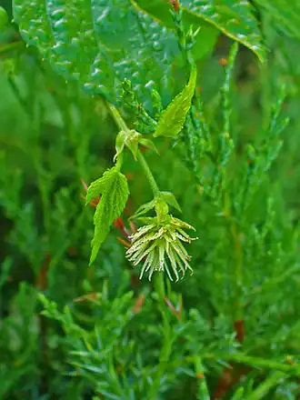 vrouwelijke bloeiwijze