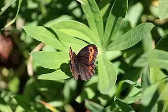 Erebia vidleri