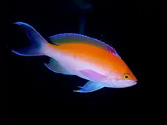Pseudanthias bicolor