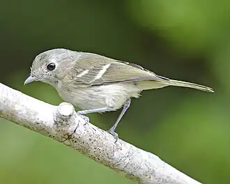 Huttons vireo